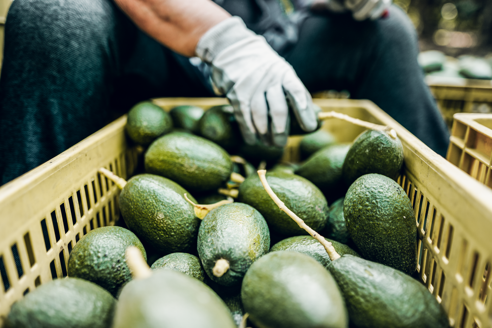 Kin Yan Avocado Kenyan avocado exporters set for seamless peak season with Maersk's ...
