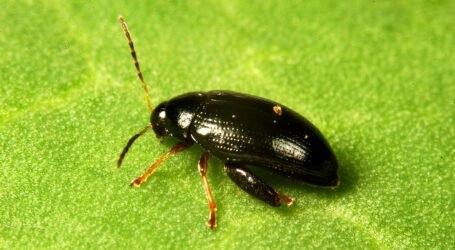 Scientists show olive-derived compound restores control of insecticide-resistant cabbage stem flea beetle