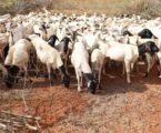 Kenya eyes major livestock export deal with Algeria ahead of Eid al-Adha