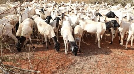 Kenya eyes major livestock export deal with Algeria ahead of Eid al-Adha
