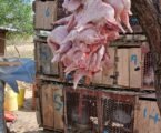 Kenyan meat exporters count KSh1bn losses as Iran-Israel war disrupts Middle East trade