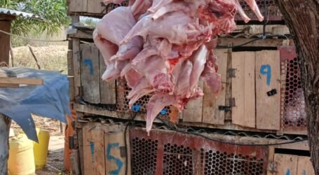 Kenyan meat exporters count KSh1bn losses as Iran-Israel war disrupts Middle East trade