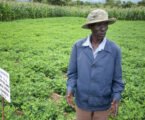 Africa’s forgotten crops could be the future of food security
