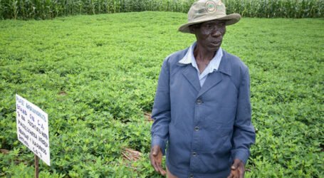 Africa’s forgotten crops could be the future of food security