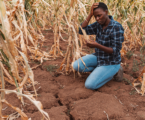 Extreme heat threatens global food security, FAO and WMO warn