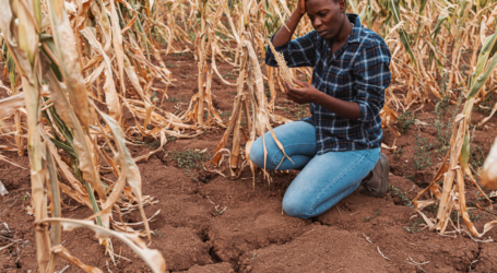 Extreme heat threatens global food security, FAO and WMO warn