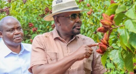 Government eyes bixa production boost to unlock processing capacity, create jobs
