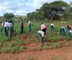 School farms boost food security in Kenya’s drylands