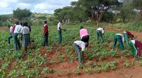 School farms boost food security in Kenya’s drylands