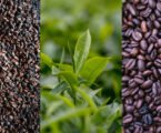Global volatile coffee, cocoa and tea prices threaten millions of farmers – FAO report