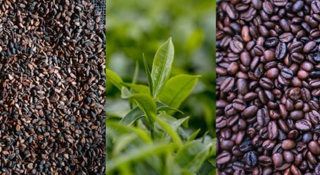Global volatile coffee, cocoa and tea prices threaten millions of farmers – FAO report