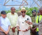 Government to import 25 million bags of maize to avert projected shortage