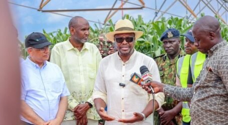 Government to import 25 million bags of maize to avert projected shortage