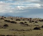 New IUCN guidance calls for ecological integrity to guide global biodiversity and climate action