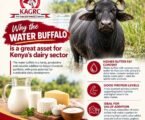 KAGRC highlights water buffalo’s potential to transform Kenya’s dairy sector