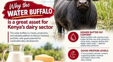KAGRC highlights water buffalo’s potential to transform Kenya’s dairy sector